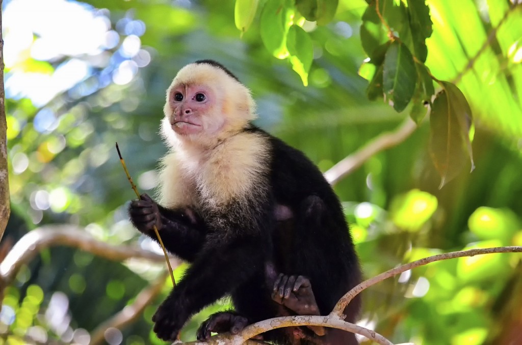 Guanacaste Monkey Costa Rica Real Estate