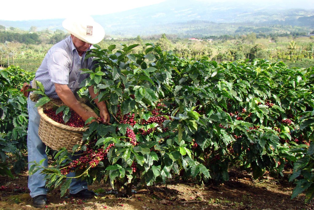 Coffee-Harvesting-by-costarica-spirits.com_-1024x685 | Costa Rica Real  Estate
