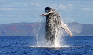whale watching in costa rica